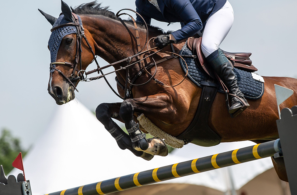Yvonne Ocrant Examines Equine Activity Liability Acts in New On-Demand Course