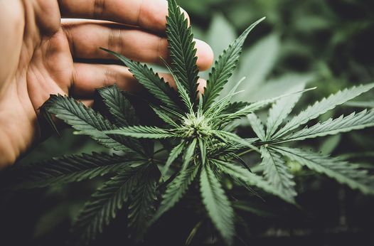 Mitch Chargo Presents on Tribal Cannabis Regulation 