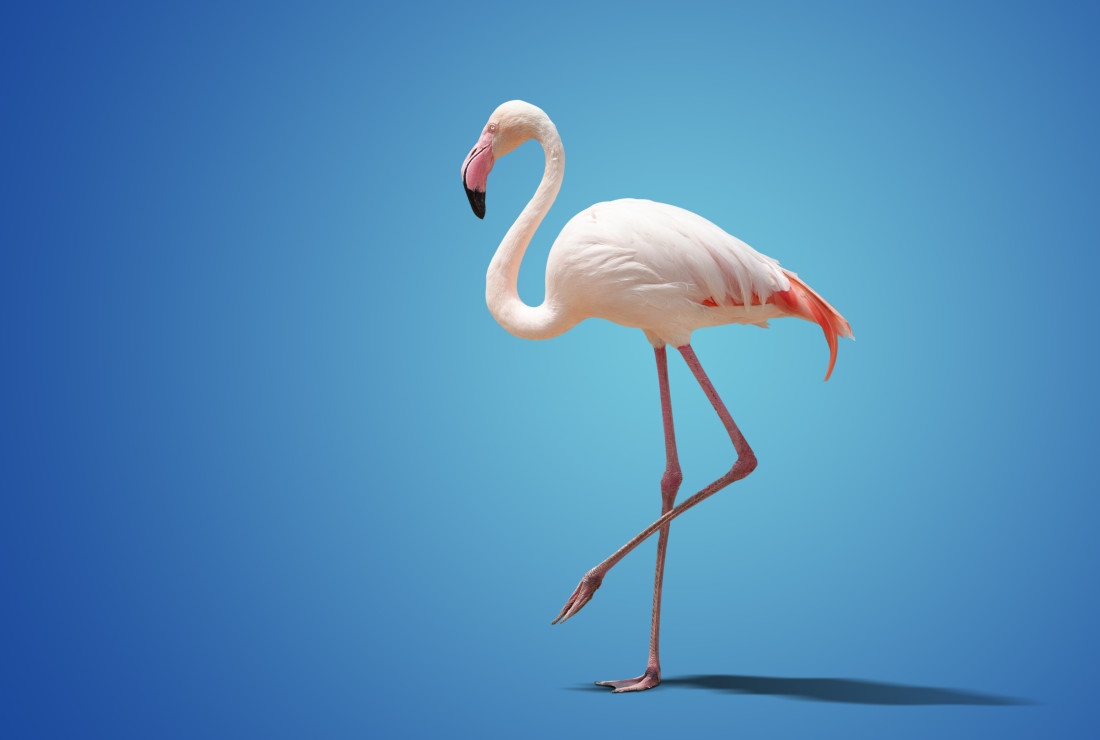 Flamingo on One Leg